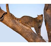 OZLHSP Puzzles 1500 pièces Léopard Grands Animaux 87x57cm