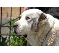 OZLHSP Puzzles 500 pièces Animaux de Berger d'Asie Centrale 52x38cm