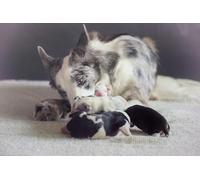 OZLHSP Puzzles 500 pièces Chiots Border Collie Animaux 52x38cm