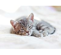 OZLHSP Puzzles 500 pièces Classiques Chatons Animaux 52x38cm