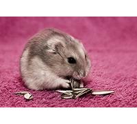 OZLHSP Puzzles 500 pièces Classiques Hamsters Rongeurs Graines Animaux 52x38cm