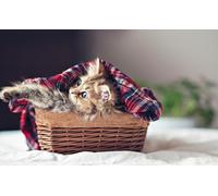 OZLHSP Puzzles 500 pièces Classiques Panier de Chatons Animaux 52x38cm