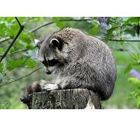 OZLHSP Puzzles 500 pièces Classiques Ratons laveurs Animaux 52x38cm