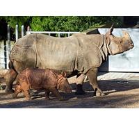 OZLHSP Puzzles 500 pièces Rhinocéros Bébés Animaux 52x38cm