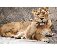 OZLHSP Wooden Puzzle 1000 Pieces Lions Grands félins 75x50cm