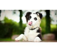 OZLHSP Wooden Puzzle 1500 Pieces Chiots Border Collie Animaux 87x57cm