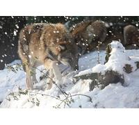OZLHSP Wooden Puzzle 1500 Pieces Loups Animal 87x57cm