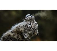 OZLHSP Wooden Puzzle 500 Pieces Ferry Animal 52x38cm