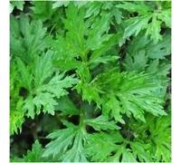 Pacchetto di 1.000 semi, Artemisia/Assenzio comune (Artemisia vulgaris)