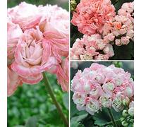 Pacchetto semi: quanjucheer 20Pcs Pelargonium seme semi vaso Bcony casa Bonsai magnifico arredamento giardinaggio Articoli da regalo