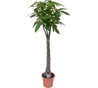 Pachira aquatica 130-160 cm - Grand marronnier porte-bonheur en pot | Plante d'intérieur, purifie l'air, facile d'entretien