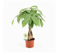Pachira aquatica 25 l 200-225 cm