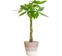 Pachira Aquatica Arbre à monnaie avec panier à plantes Lisbonne (blanc) - hauteur 80 cm, Ø 21 cm pour votre maison