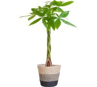 Pachira Aquatica Arbre à monnaie avec panier à plantes Lisbonne Noir - 80 cm de haut et Ø21 cm de diamètre