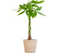 Pachira Aquatica Arbre à monnaie en panier Sofia naturel - 80 cm de haut et 21 cm de diamètre comme plante d'intérieur
