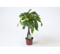 Pachira aquatica ca. 45 cm - Plante d'intérieur robuste, marronnier porte-bonheur avec pot Ø 12 cm, purificateur d'air pour bureau & maison