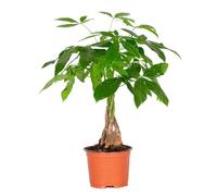 Pachira Aquatica - Money Tree - Plante d'intérieur - Peu d'entretien - D12 cm - H25-35 cm