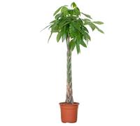 Bloomique - Pachira Aquatica - Arbre à argent - Cacao d’eau - Plante d’intérieur - Dépolluante - Facile à entretenir - Hauteur 120-140 cm - Pot 27 cm