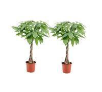 Pachira money tree - 2