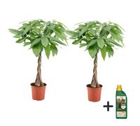 Pachira money tree - 2 + pokon