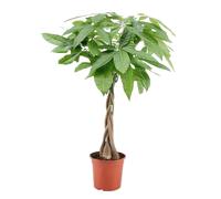 Pachira money tree (arbre à argent)