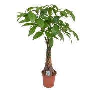 Pachira money tree (arbre à argent) xl
