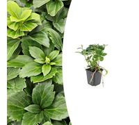 Pachysandra terminalis | 12 pièces - 10-25cm - Ø9cm - Plante de jardin