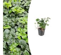 Pachysandra terminalis 'Green Sheen' | 12 pièces - 10-25cm - Ø9cm - Plante de jardin