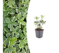 Pachysandra terminalis 'Variegata' | 12 pièces - 10-25cm - Ø9cm - Plante de jardin
