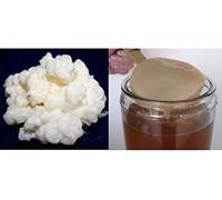 Pack 40g de Granules de Kéfir de Lait + Disque SCOBY Kombucha + Instructions + Recettes + Aide et conseils en français - KEFIRALIA®