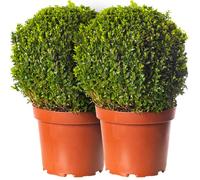Pack de 2 Boules de Buis de 30cm de diamètre, de véritables arbustes persistants pour jardin en buis.