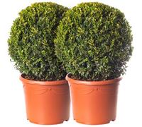 Pack de 2 Boules de Buis de 40cm de diamètre, de véritables arbustes persistants pour jardin en buis.