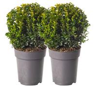 Pack de 2 boules de buis réel, arbustes de jardin en buis persistant, diamètre de 20 cm.