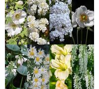 Pack de bordure - Couleur blanche - 24 plantes vivaces - 3 m² - Couleurs variées - Peu d'entretien - 20-50cm - Ø11cm - Plante de jardin