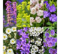 Pack de bordure - Couvrant le sol - 24 plantes vivaces - 3 m² - Couleurs variées - Peu d'entretien - 20-50cm - Ø11cm - Plante de jardin
