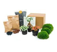 Pack Terrarium Plantes - Ficus Ginseng Bonsaï - Recharge & Pack de démarrage - Bricolage
