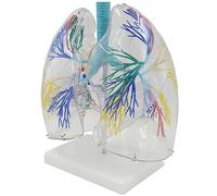 PacuM Modèle d'enseignement, modèle de poumons, modèle Anatomique de poumon Transparent avec Structure d'arbre bronchique et Base de Support, modèle d'anatomie du système respiratoire