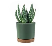 PAFEN - Pot Ronde pour Fleurs 22,5l Cache-Pot Cylindrique- 34 x 32,5cm - avec sous-Plateau, Vert