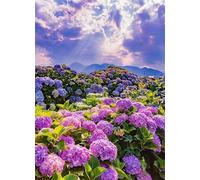 Paint by Number for Adult,Purple Hydrangea DIY Oil Painting Kits on Canvas for Beginner,with Brushes and Acrylic Pigment,Paint by Numbers Arts and Crafts Kit for Home Decor Without Frame,40x50cm