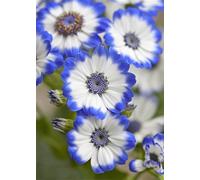 Paint by Number for Adult,White Blue Flowers DIY Oil Painting Kits on Canvas for Beginner,with Brushes and Acrylic Pigment,Paint by Numbers Arts and Crafts Kit for Home Decor Without Frame,55x70cm
