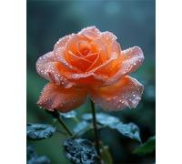 Paint by Number for Adults Fleur, Rose Paint by Number, DIY Canvas Oil Painting Kit for Kid, Toile créative Peinture L'art artisanal Débutants, Pour la décoration murale à la maison 40x50cm Q-263