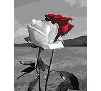 Paint By Numbers Rose Blanche Et Rose Rouge Numero D'art Adulte Peinture Enfants Débutant Kit de Peinture par numéro à Faire soi-même Décoration d’intérieur 40 * 50 cm (sans Cadre)