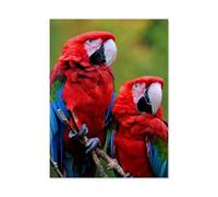Paire de Macaws Ailes Vertes，Adultes Puzzle Impossible De 1000 Pièces Décompression Jeu De Cadeaux Éducatifs pour Adultes（38x26cm）-AF97