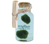 Paire de Marimo, Plante Aquatique sélectionnés et propres dans une bouteille en verre de 500 ml avec instructions d'entretien et signe historique