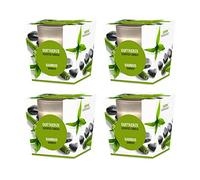 pajoma® Lot de 4 bougies parfumées en bambou - Dans un verre satiné - 4 x 120 g de cire - Durée de combustion : 25 heures - Dans un emballage cadeau élégant - Qualité supérieure