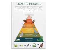 PAJPXPCD Ecological Pyramid Poster Science Education Homeschool Wall-Art | Shows biomass and population relationships within habitats(Unframed,16x24inch(40x60cm))