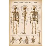 Palace Learning Affiche vintage du système squelettique - Anatomie du squelette humain (laminée, 45,7 x 68,6 cm)