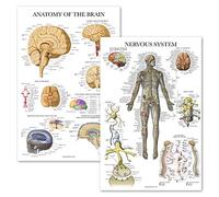 Palace Learning Lot de 2 affiches du système nerveux et de l'anatomie du cerveau - Lot de 2 tableaux anatomiques - Laminé 45,7 x 61 cm