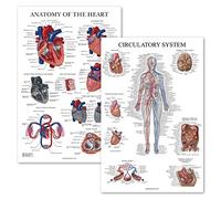 Palace Learning Lot de 2 affiches sur le système circulatoire et l'anatomie du cœur - Lot de 2 tableaux anatomiques - Laminé 45,7 x 61 cm