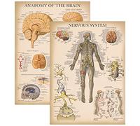 Palace Learning Lot de 2 affiches vintage sur le système nerveux et l'anatomie du cerveau - Lot de 2 graphiques anatomiques - Laminé 45,7 x 61 cm